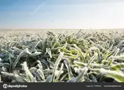 Насіння озимих культур