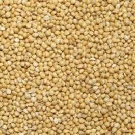 Насіння проса Костянтову еліту 1 репродукція