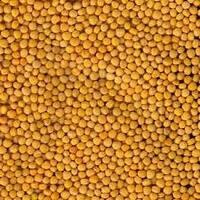 Насіння гірчиці жовтої ТАВРИЧАНКА еліта 1 репродукція