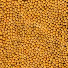 Насіння гірчиці жовтої ТАВРИЧАНКА еліта 1 репродукція