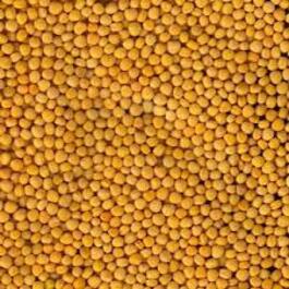 Насіння гірчиці жовтої ТАВРИЧАНКА еліта 1 репродукція