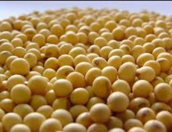 Насіння сої ВІЛЬШАНКА еліта 1 репродукція