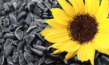 ОРТУС ES ORTUS гібрид соняшника