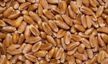 Насіння пшениці НЕДРА еліта 1 репродукція
