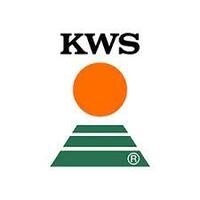 Насіння озимої пшениці РОНІН KWS