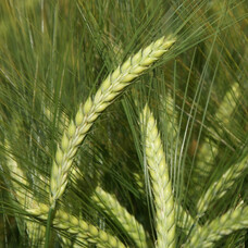 Ячмінь Алісіана КВС